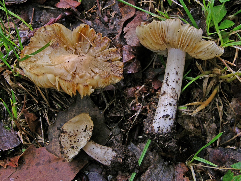 Risposte griglia 2 (marted� 29 maggio)